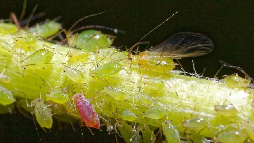 Fundación Ingenio y SOS Rural solicitan en un informe la urgente necesidad de acción frente a la plaga de pulgones