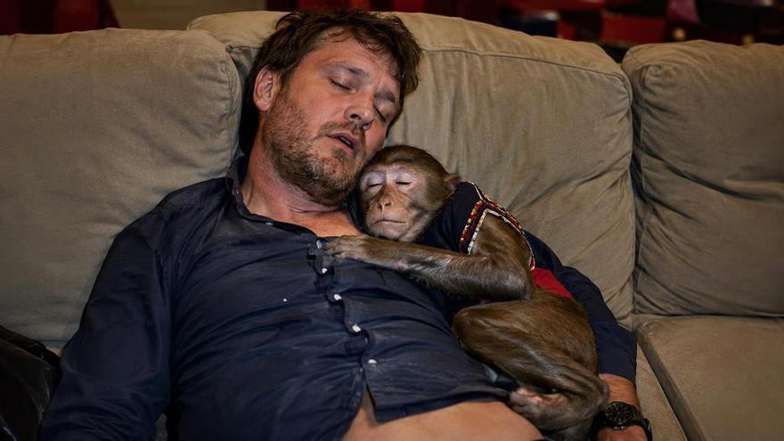 La expresión que convierte una resaca en zoológico: por qué decimos “dormir la mona”