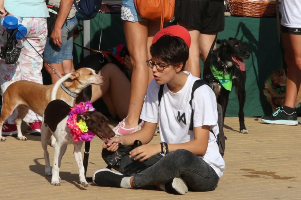 El Parque Huelin ha acogido la primera edición de un evento destinado a las mascotas y a sus dueños, con carreras en diversas categorías, actividades gratuitas y numerosos stands