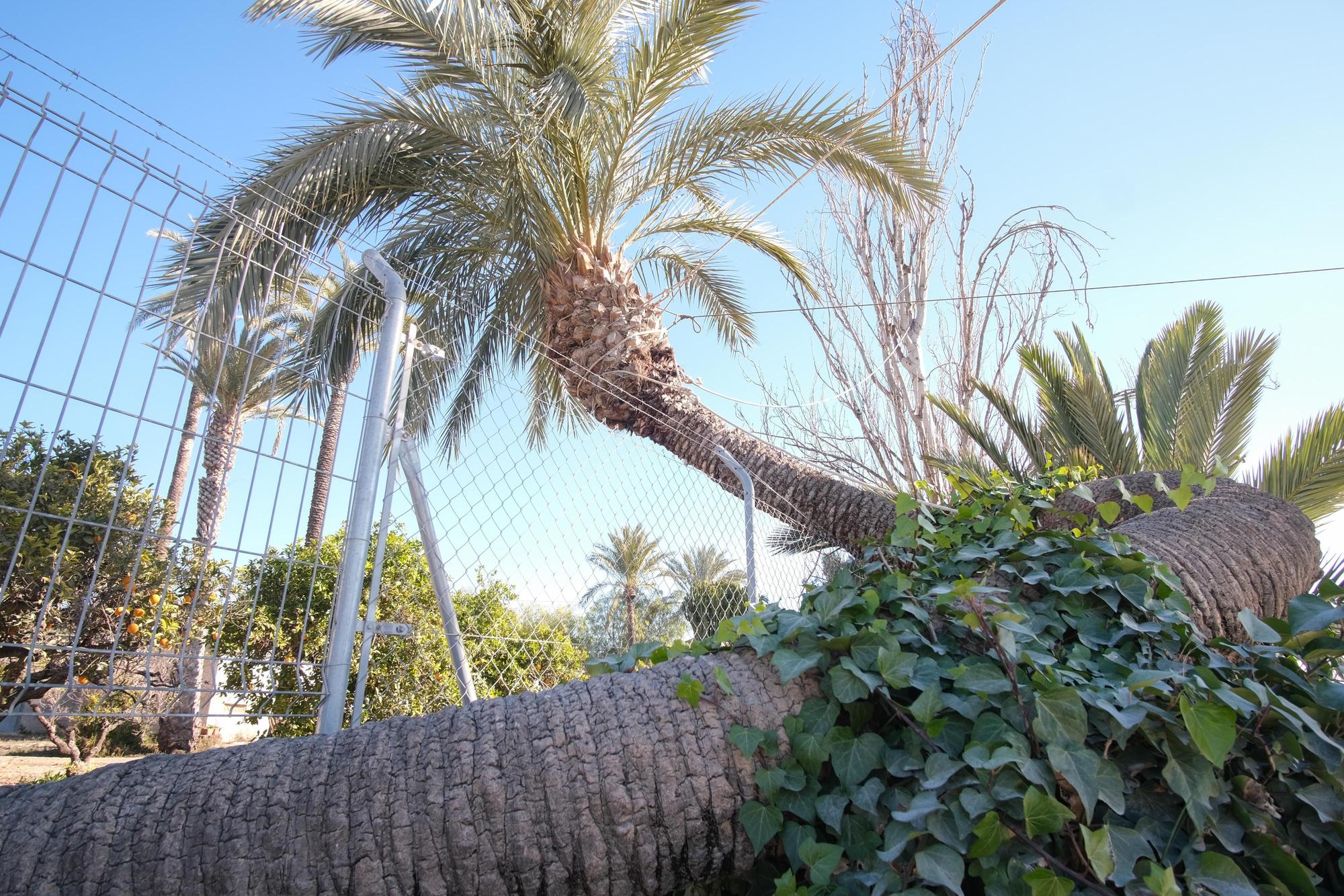 Palmera pipa. Ubicada en Matola, su tronco atraviesa una valla por encima de un muro.