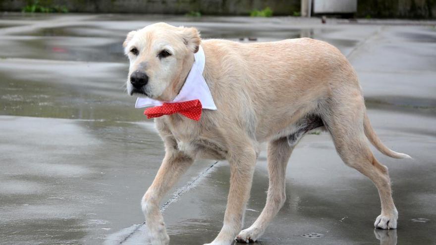 El perro Life cuando fue presentado en las instalaciones de la protectora tras su recuperación.