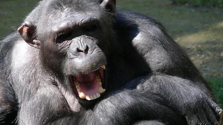 Cuando estalló la guerra entre los chimpancés