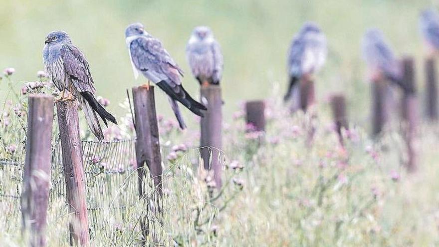 Els ecologistes confien que la nova norma salvi els ecosistemes