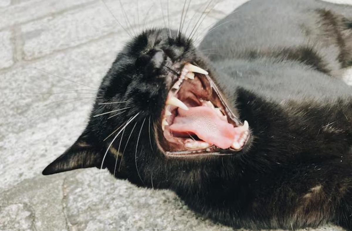 Els gats també poden tenir la ràbia