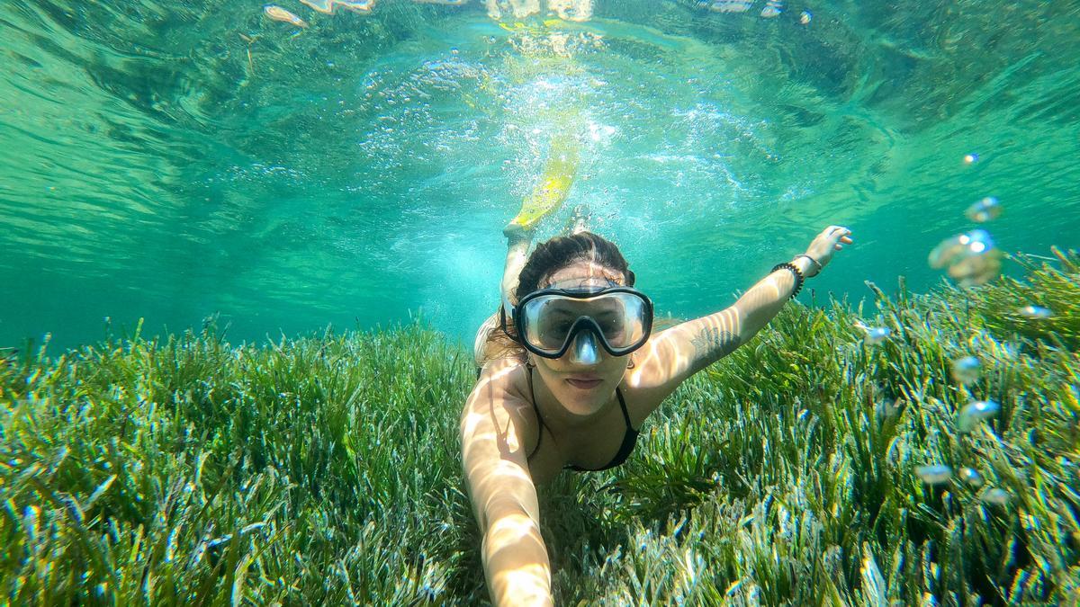 La pradera de posidonia oceánica rodea la isla de Eivissa