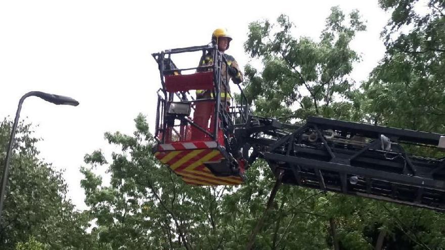 Els Bombers retirant un arbre caigut a causa del temporal d'aquest dissabte