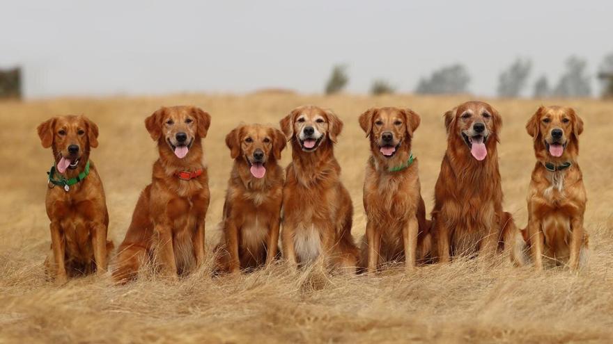 Los perros Golden retrievers tienen un 65% de posibilidades de morir de cáncer: así podría solucionarse