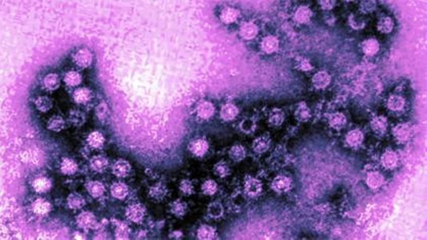 Els enterovirus són un gènere de virus ARN