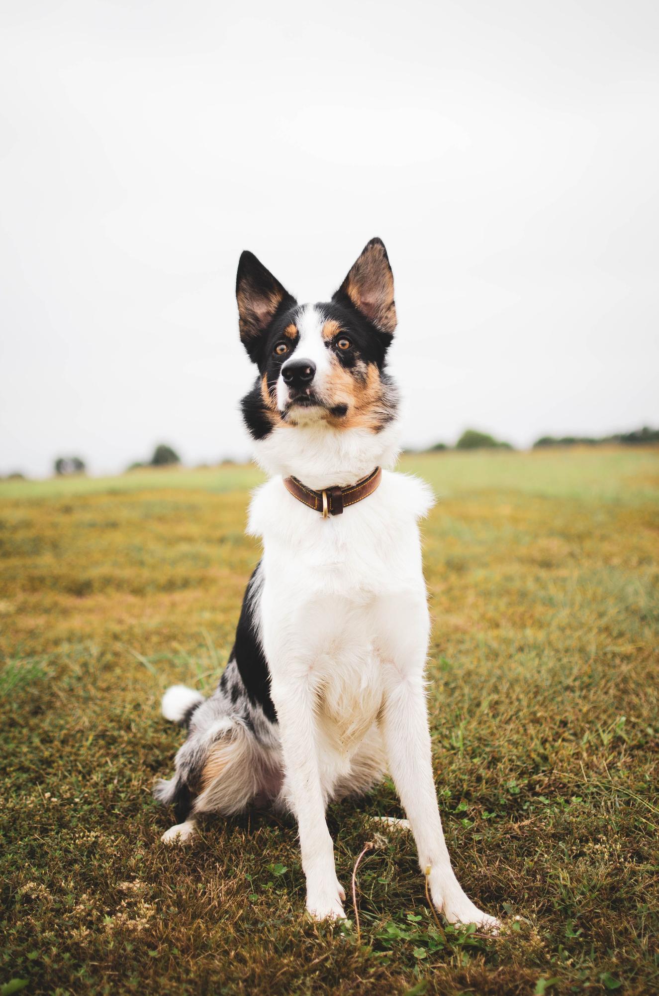 Los border collie son una de las razas que más órdenes entienden.