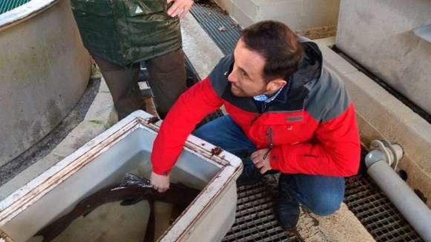 David Villar, ayer, en la piscifactoría de Avalle.