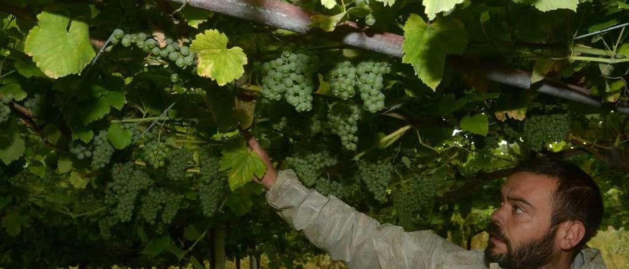 Abundancia de racimos en la viña, lo cual hace que algunos piensen incluso en vendimiar ahora y repetir en otoño. // Noé Parga