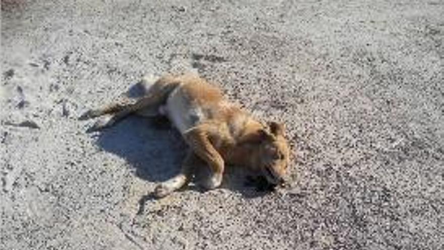Denuncian el envenenamiento de cuatro canes en una zona escolar de Sagunt