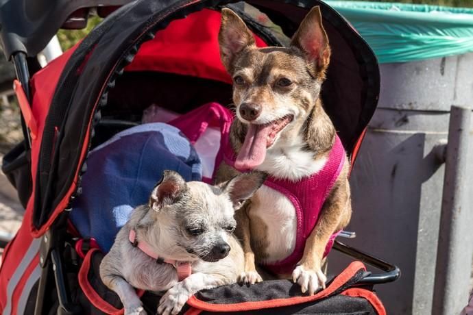 II Feria de Mascotas en Maspalomas