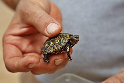 Rechtliches Tauziehen um tausend Schildkröten