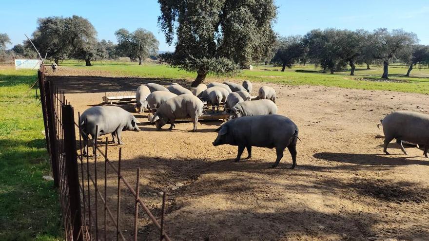 Los pueblos de menos de 20.000 habitantes ya pueden solicitar cerdos para celebrar matanzas didácticas
