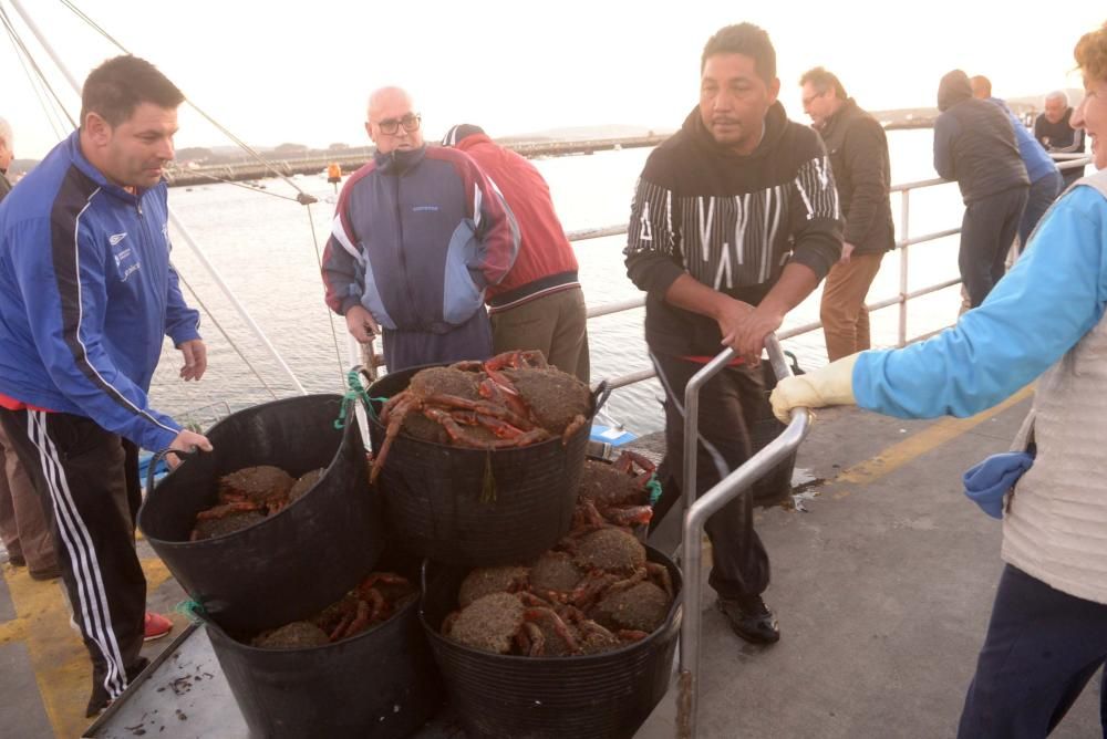 Comienza la campaña del centollo en Arousa