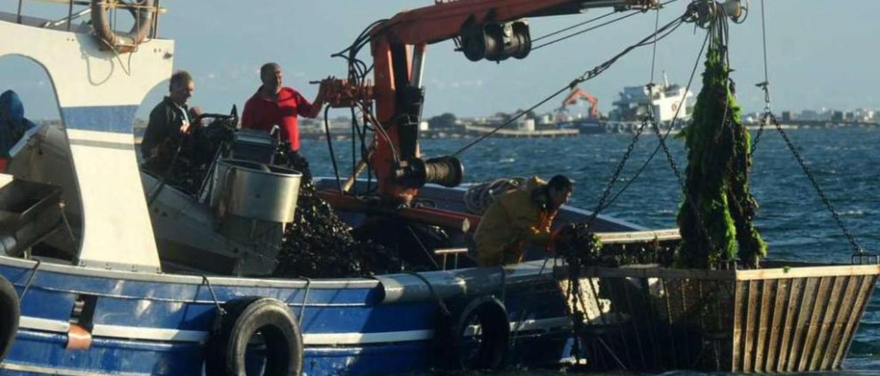 Extracción de mejillón en bateas de cultivo de la ría de Arousa. // Iñaki Abella