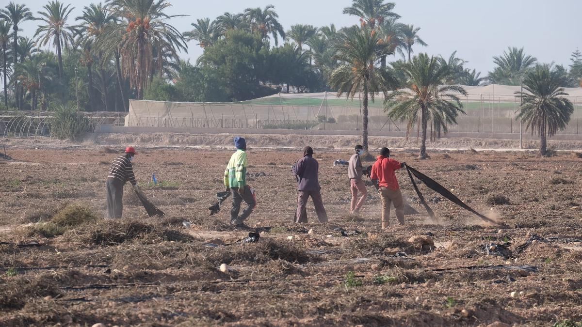 Jornaleros agrícolas trabajando este viernes en una explotación agrícola en Elche