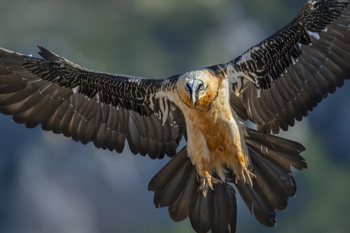 Quebrantahuesos en vuelo en los Pirineos