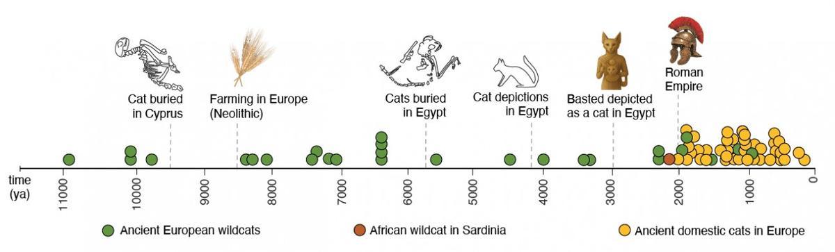 Evolución y dispersión de los gatos en Europa