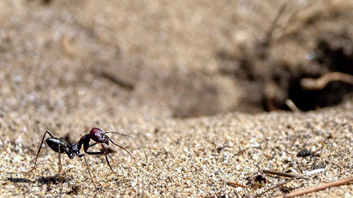 La hormiga del desierto Cataglyphis nodus en la entrada de su nido: un agujero discreto en el suelo que no se puede ver desde la perspectiva de la hormiga. Para encontrarlo, la hormiga utiliza el campo magnético de la Tierra durante sus caminatas de aprendizaje y deja una huella en su pequeño cerebro.