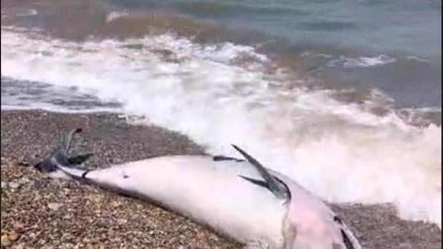 Aparece un delfín muerto en una playa de Sagunt