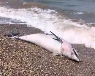 Aparece un delfín muerto en una playa de Sagunt