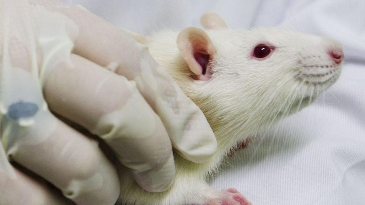 Una teràpia redueix a la meitat el colesterol en ratolins