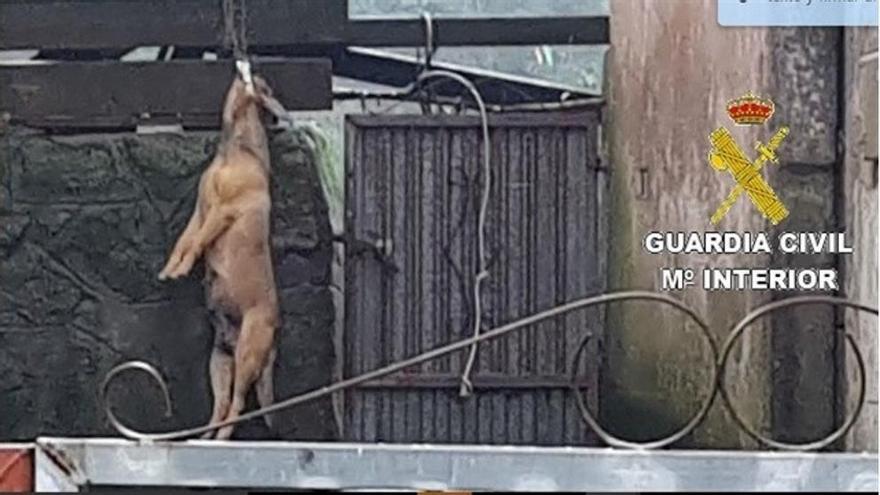 Detenida la propietaria de un perro ahorcado en su propio patio trasero