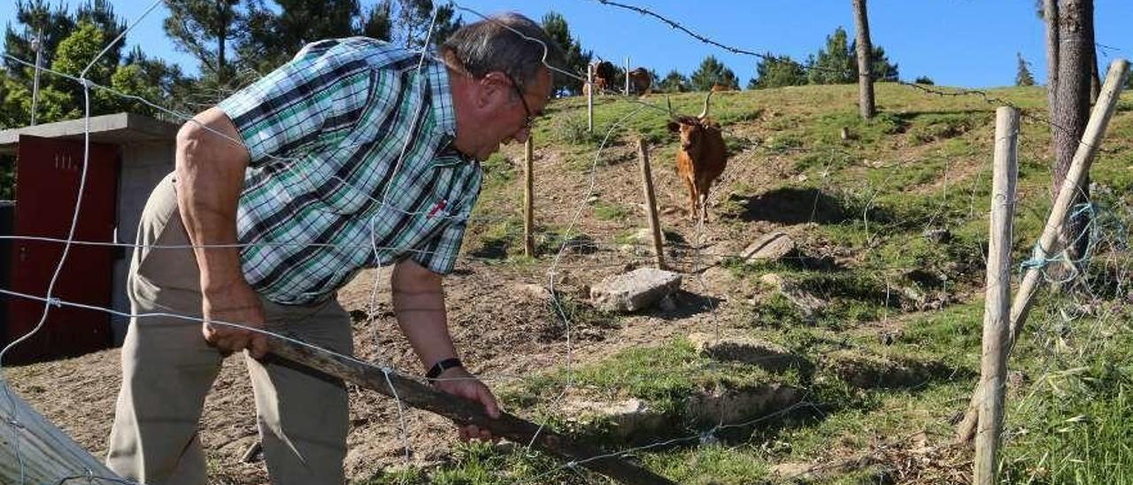 Manuel Castro, presidente de los comuneros, reparando el cierre de la finca que ocupan las vacas. // Muñiz