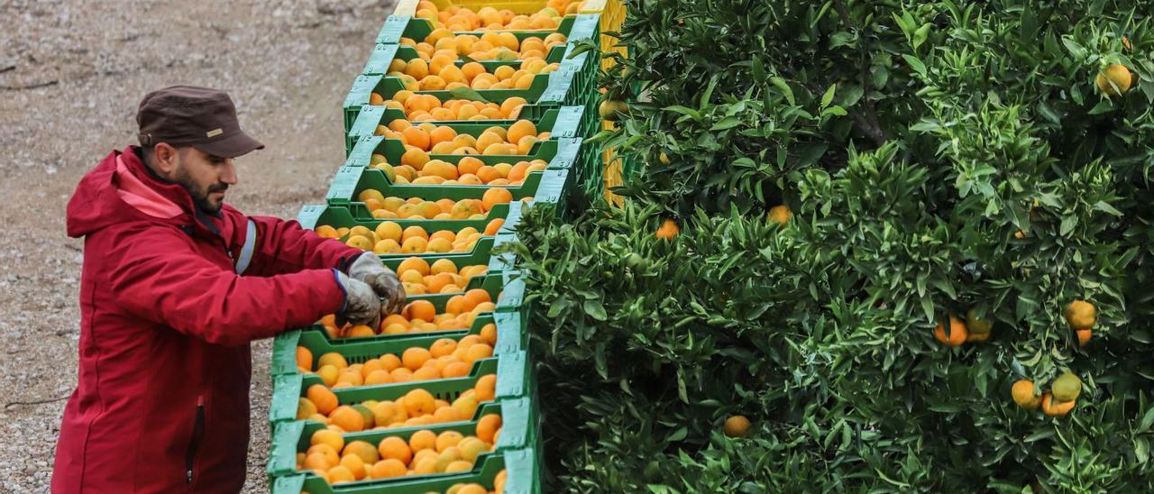 Un operario trabajando en una explotación de naranjas de la comarca alicantina de la Vega Baja. | Tony Sevilla
