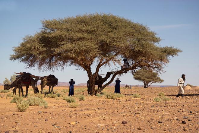 Sahara, Caravanas