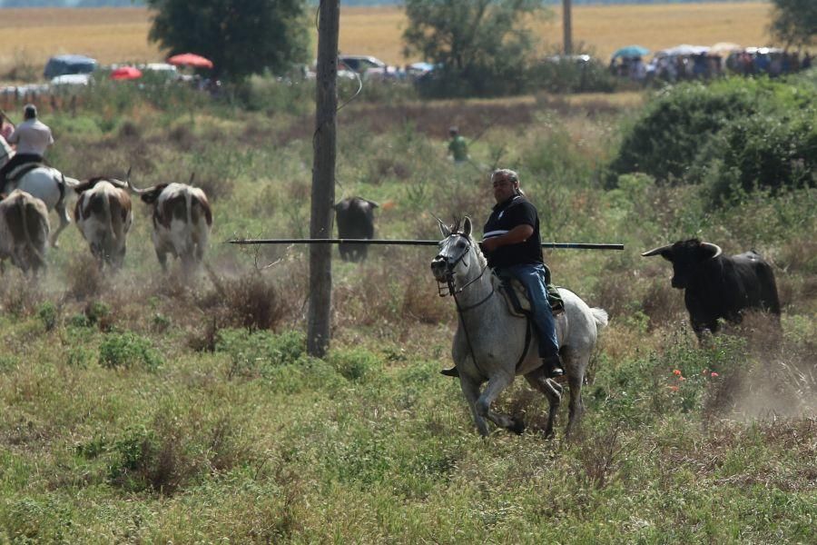 Segundo espante de Guarrate, con un caballista her