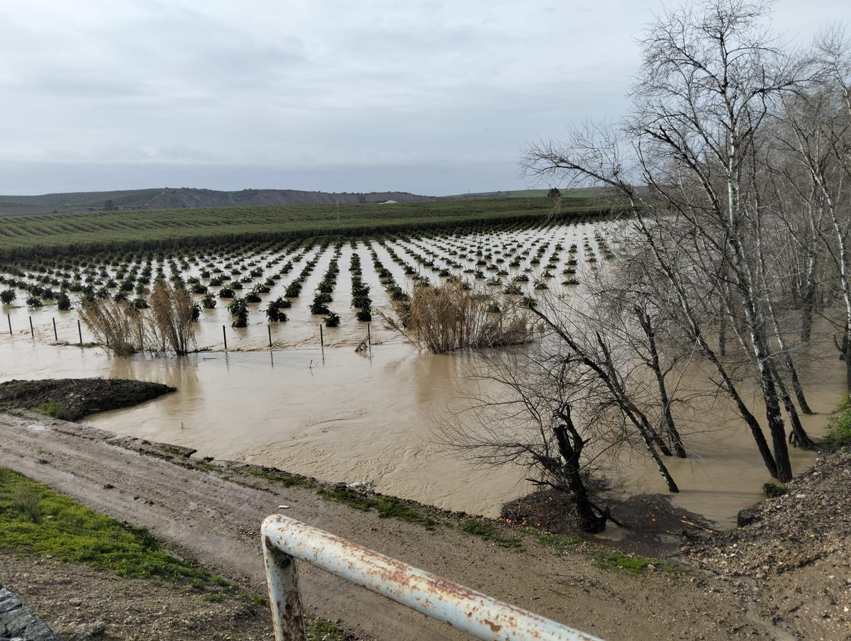 Desbordamiento del arroyo Madre de Fuentes en Palma del Río.