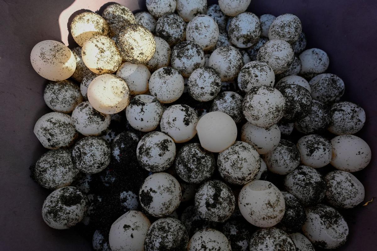 Crías de tortuga negra (Chelonia mydas agassizzii) se dirigen hacia el mar tras de ser liberadas en la playa de Sipacate, a unos 135 km al sur de Ciudad de Guatemala, el 19 de octubre de 2022.