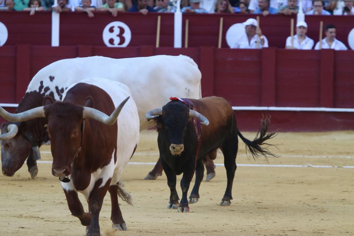 Novillada inaugural de la Feria Taurina