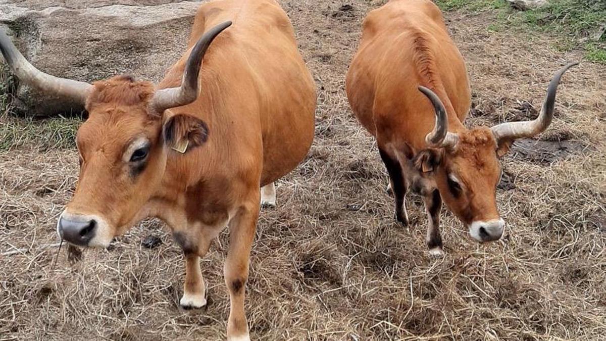 Contra el abandono del monte, cachenas: «Gestionan la vegetación para evitar que el incendio sea tan virulento»