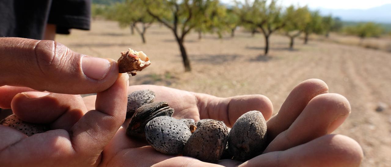 La larva de una avispilla en el interior de una almendra en una finca situada entre Sax y Castalla.