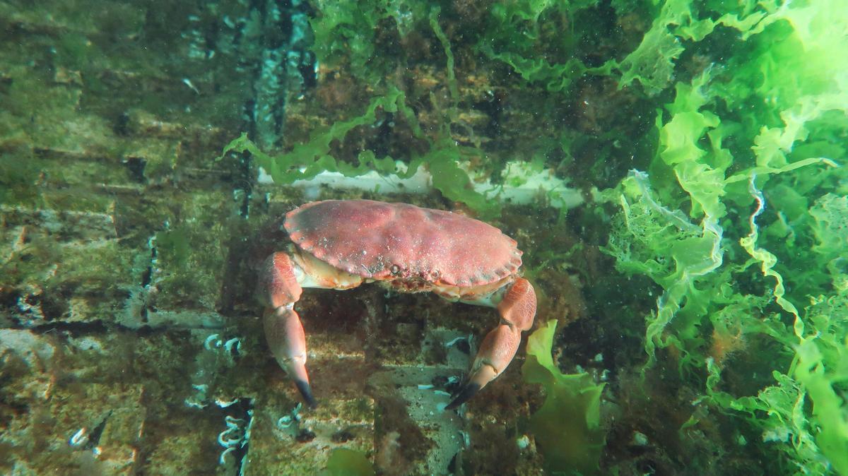 Los microarrecifes de 'Living Ports' se llenan de vida