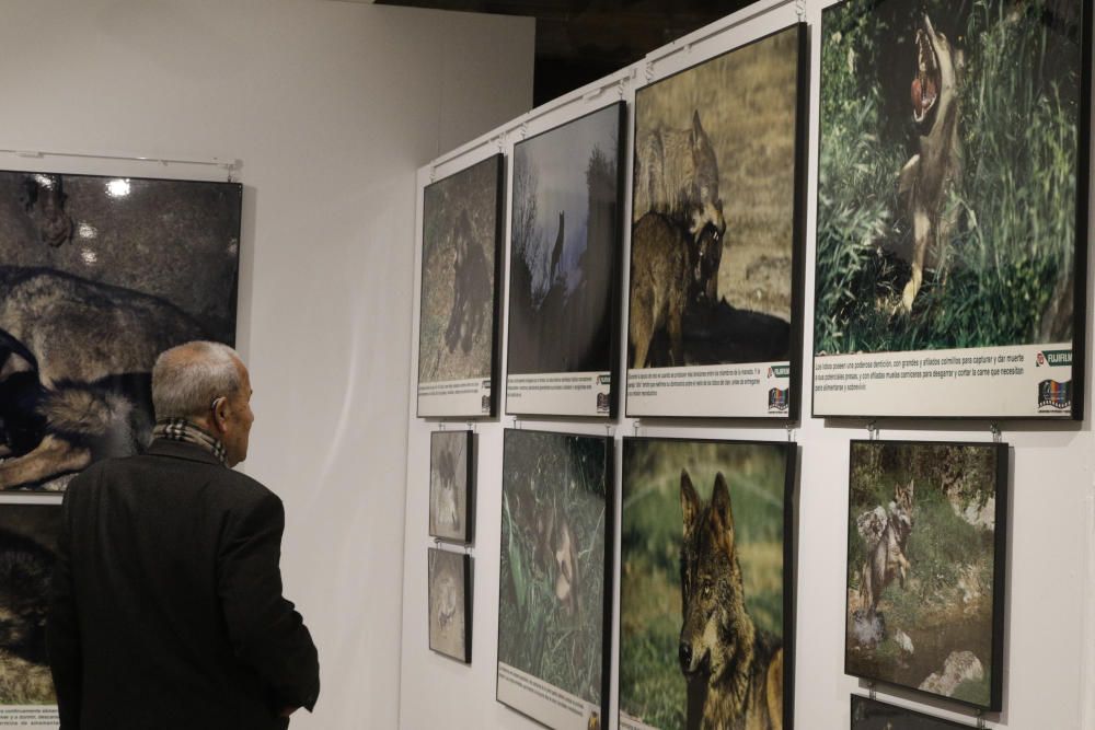 Exposición Amigo lobo. Leyenda y realidad del lobo