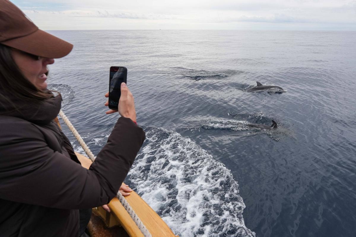 BARCELONA 17/03/2025 Icult. Salida con velero en busqueda de animales maritimos. Delfines, pez luna, tortuga. FOTO de ZOWY VOETEN
