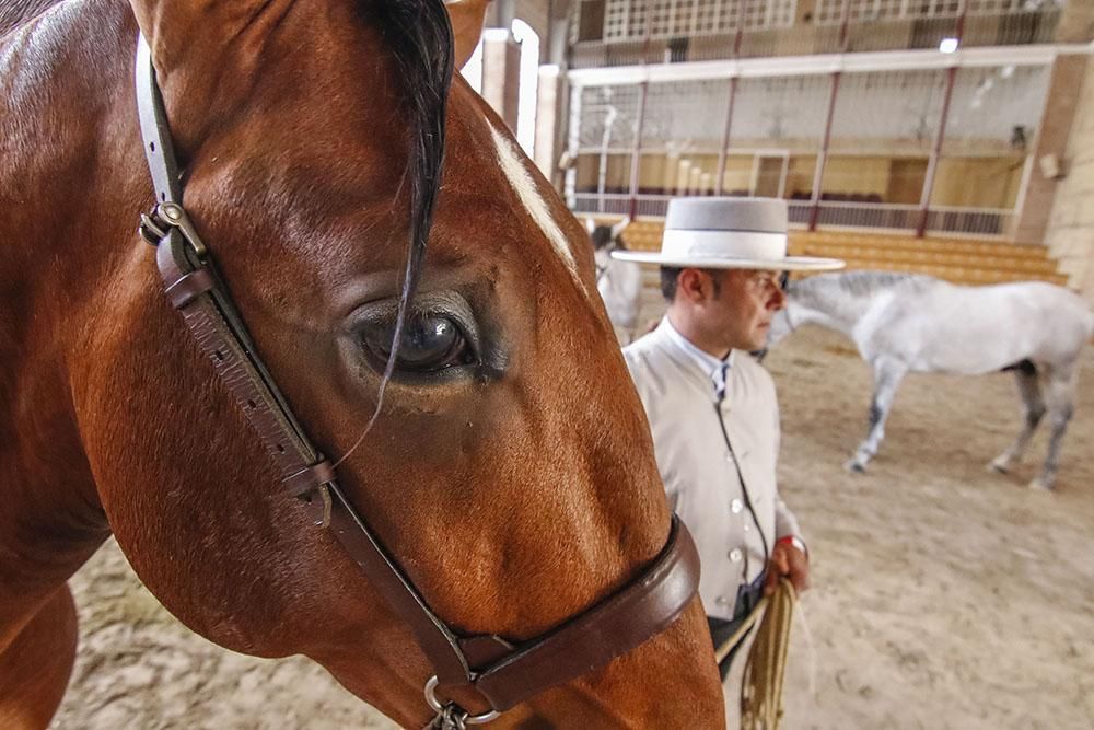 Cabalcor echa a andar con el concurso morfológico