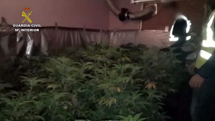 Desarticulada una banda que cultivaba y vendía marihuana a gran escala en Murcia