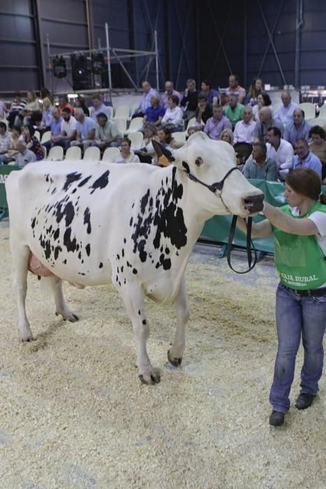 Las mejores vacas de Asturias se citan en la Feria de San Antonio de Gijón.