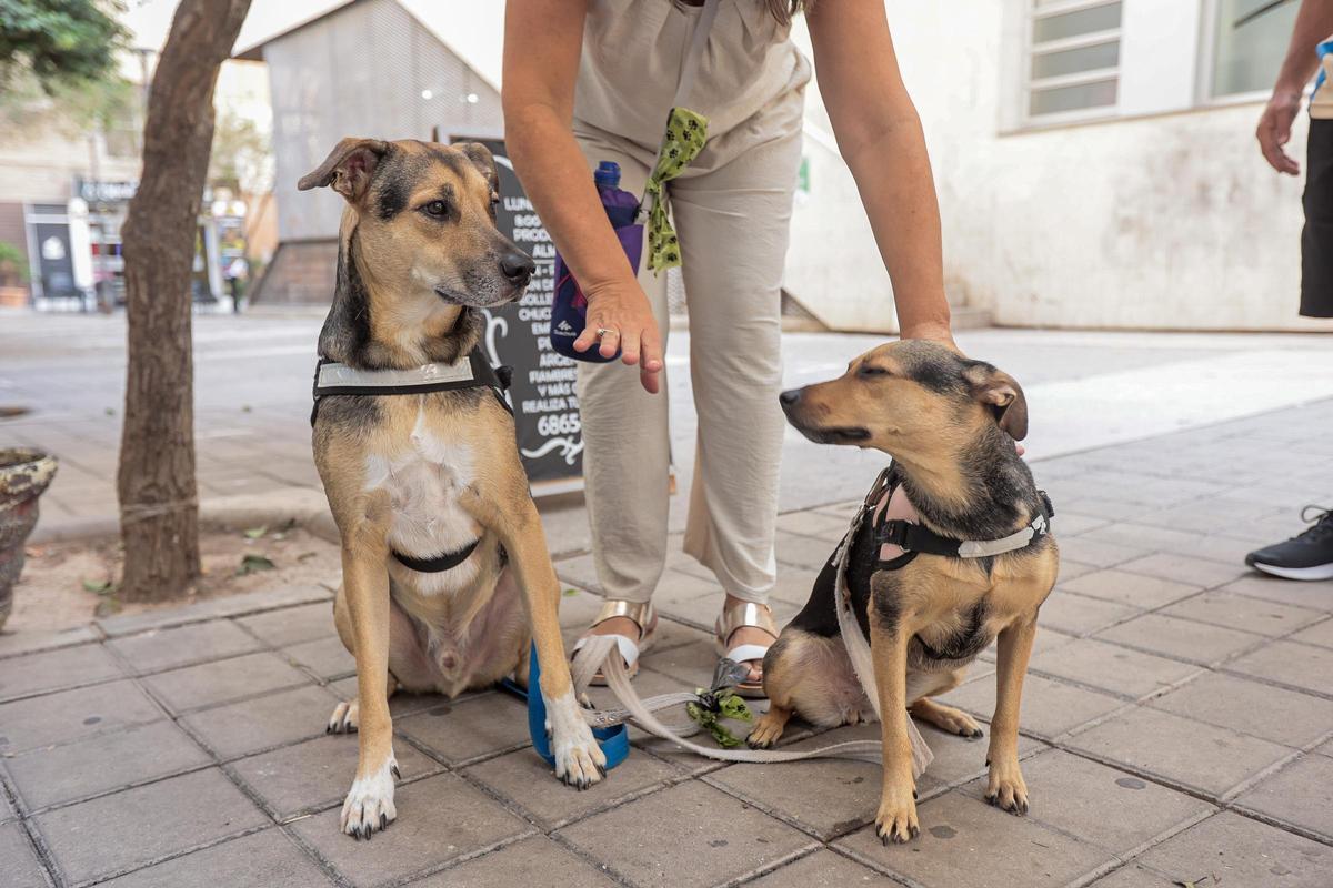 El registro de perros es mucho más numeroso en las cifras oficiales pero su incremento anual mucho menor con respecto a los gatos