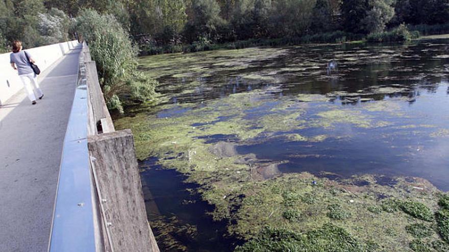 La zona de les ribes del Ter al seu pas per Fontajau, és un dels punts on hi ha més plantes formant una làmina.