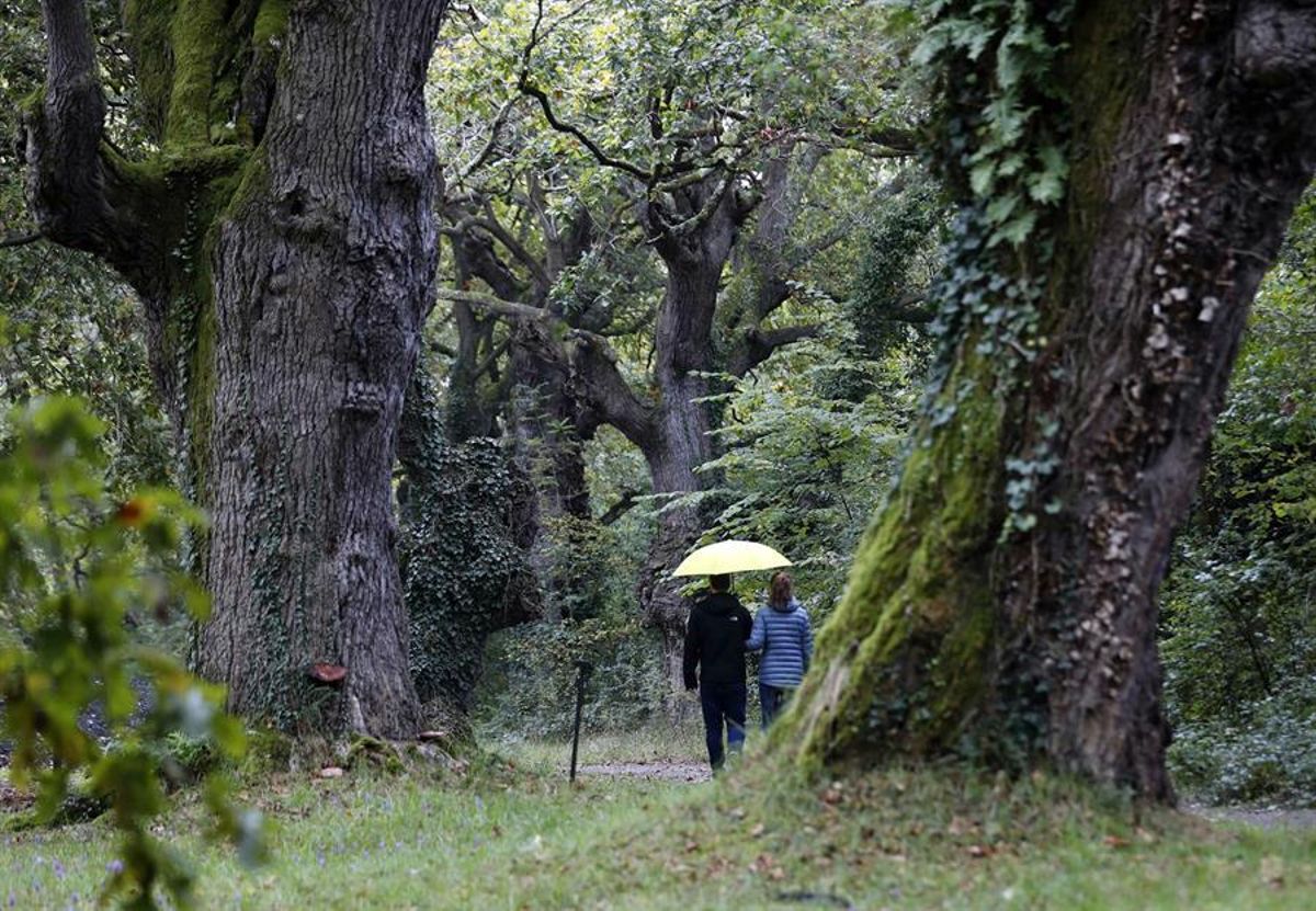 Bosque en Gijón.