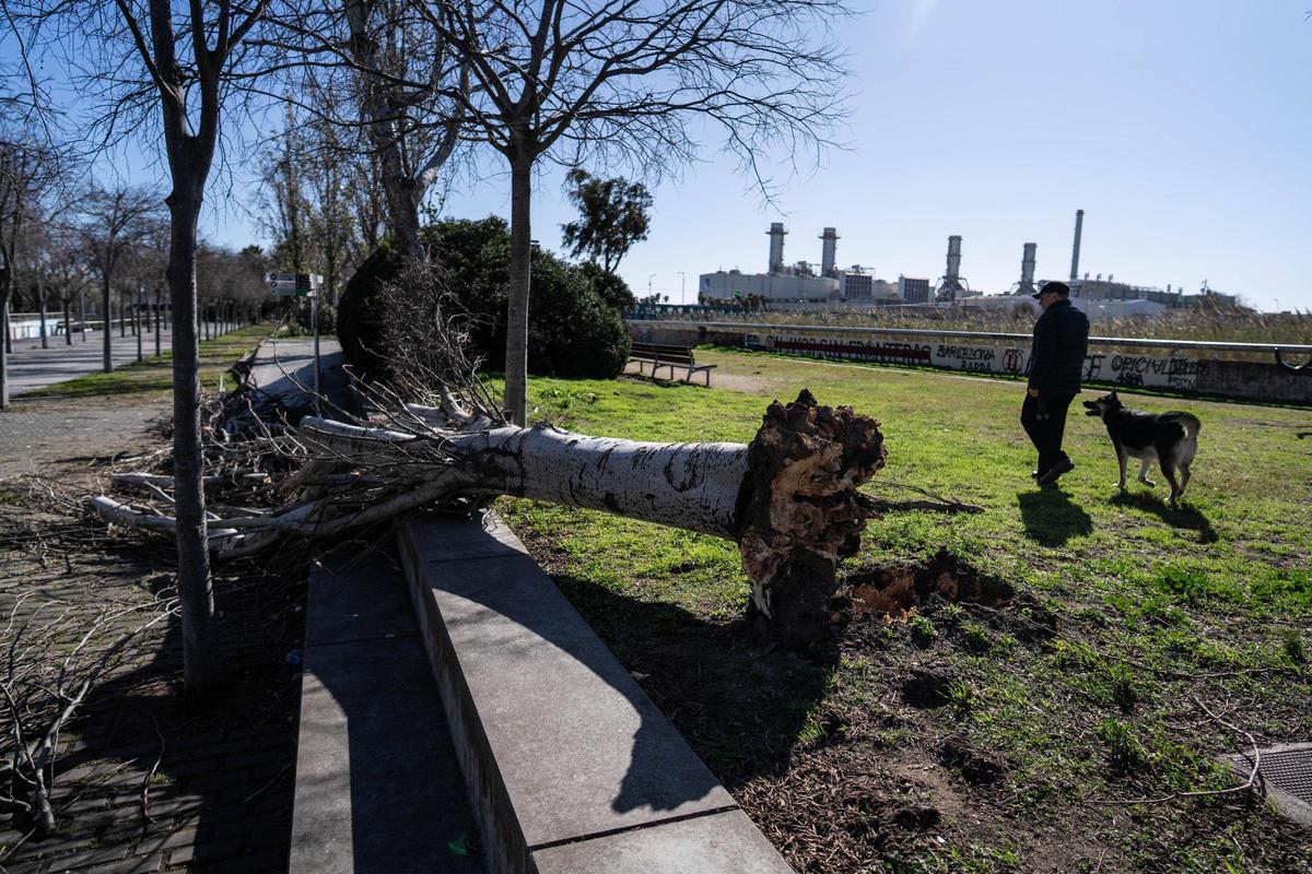 Caída de árboles por el temporal de viento en Sant Adrià del Besòs