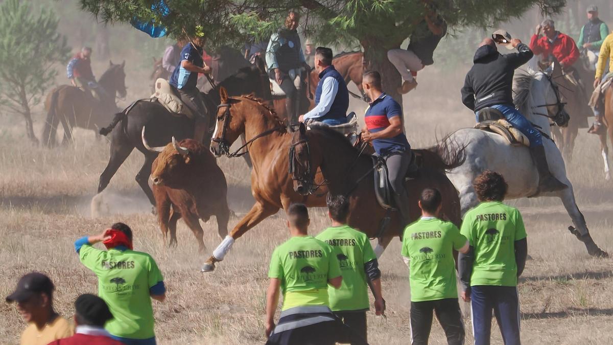 Celebración del festejo popular del Toro de la Vega en Tordesillas, protagonizado por ''Portillo'', un astado procedente de la ganadería ''El Pilar'', de 580 kilos de peso