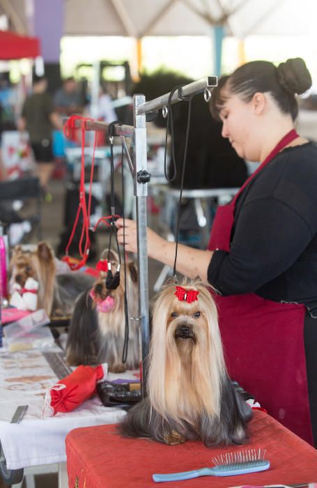 Los mejores perros se dan cita en Castelló